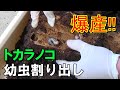 トカラノコギリクワガタ幼虫の割り出し（爆産）の様子