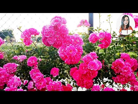Video: Güller: Nisan Ayında çiçek Bakımı
