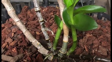 Bí quyết chăm sóc mầm gốc hoa lan mới mở lá và chưa ra rễ