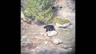 VLOG- Weekend Black Bear Hunt- RARE FOOTAGE!