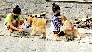 The golden retriever brings clothes to its owner😊