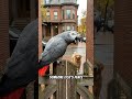 Parrot Yells at Dog Like a Boss! #parrot #viral #shorts