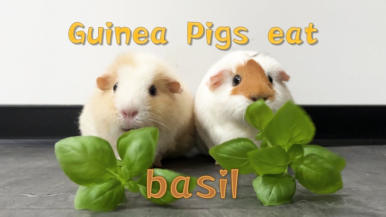 Image showcasing 【GUINEA PIG】Pig shredder eats basil leaves - YouTube