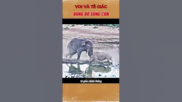 TÊ GIÁC ĐỤNG ĐỘ VOI VÀ CÁI KẾT 🥶