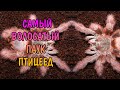 САМЫЙ ВОЛОСАТЫЙ ПАУК ПТИЦЕЕД. Nhandu tripepii