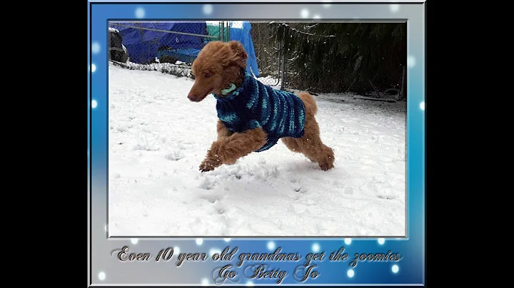 10 year old Red standard poodle with the zoomies