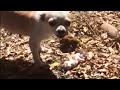 感動犬 生まれたばかりで亡くした子犬を、くわえて行った先は…母犬の愛ある行動に涙