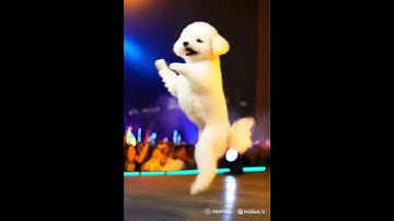 AI Bichon Frise Dancing 💃 Too Cute to Handle! | #shorts