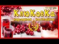 КЛЮКОВКА!!! НАРОДНАЯ НАСТОЙКА самогона на КЛЮКВЕ - быстрый рецепт!