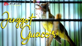 CUCAK JENGGOT GACOR SUPER PEDES NGEIK MBESET TAJEM