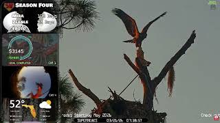 🦅Yesterday at SuperBeaks | Mar 21, 2026 -Muhlady serves lunch to Zeagle!+ lots of visits from Mira!💕
