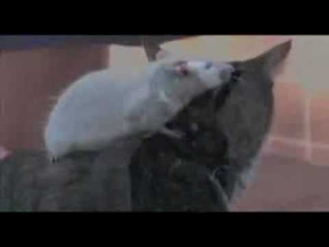 Amis Comme Chien Chat Et Rat