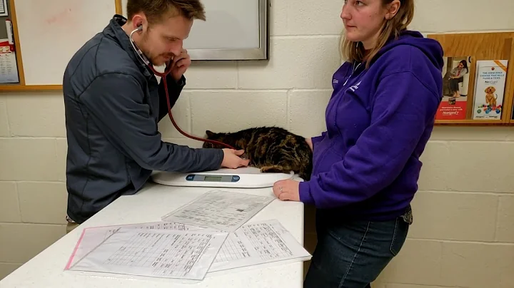 Finding Forever Homes; How many babies are there?