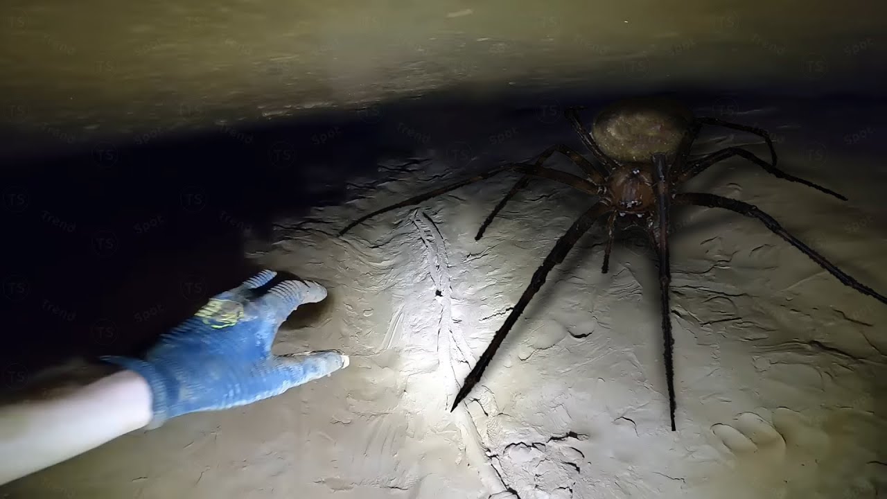 giant cave spider