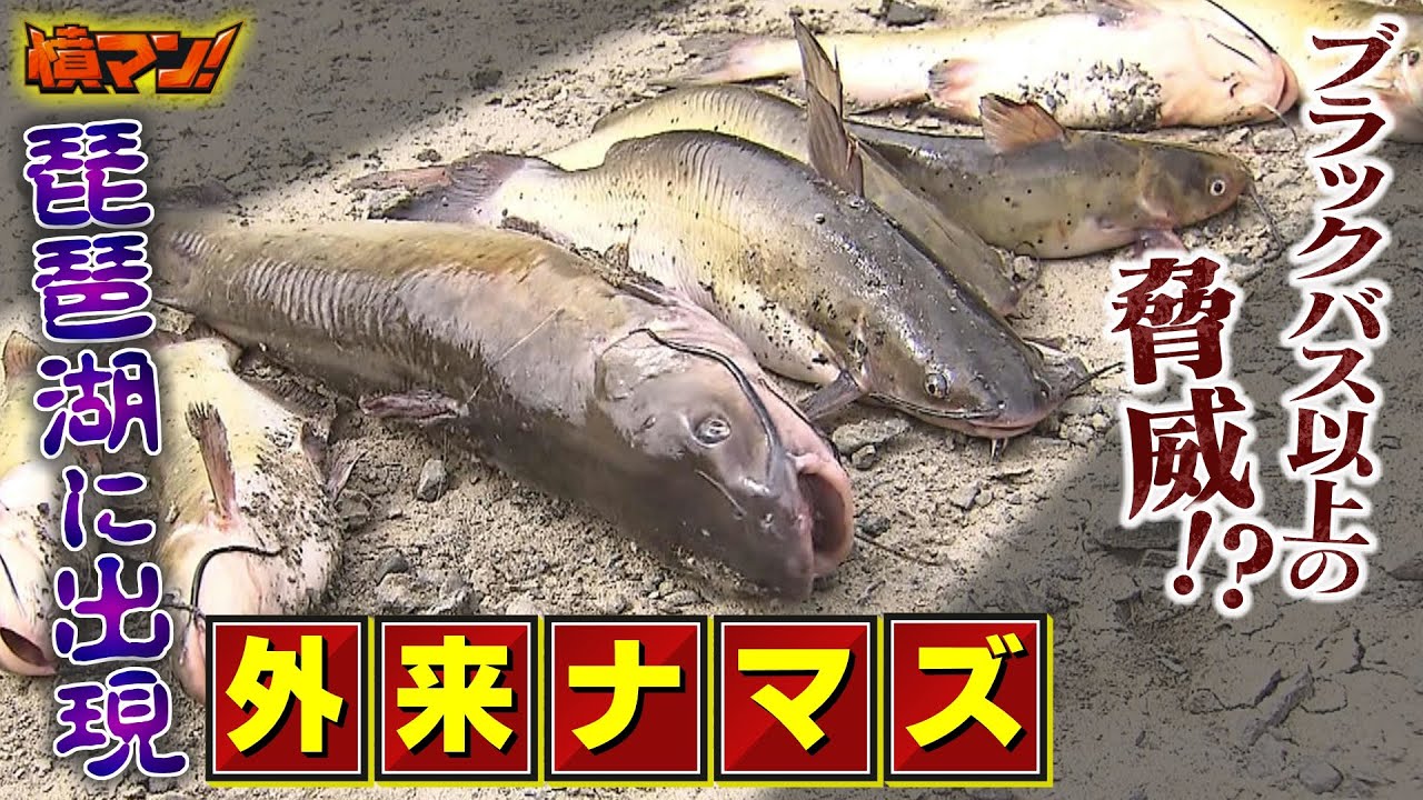 【異変】「ブラックバス以上の脅威」琵琶湖に外来ナマズ『チャネルキャットフィッシュ』出現　駆除進める滋賀県は危機感「繁殖すると湖内の魚がそれだけに」【憤マン】（2023年6月5日）