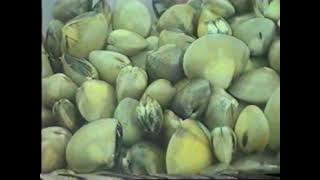 Tuah Asahan (Balai Group - Dendang Melayu Asahan)