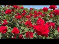 【4K】京成バラ園(千葉県)2024年5月5日の開花状況 May 5,2024 Spring roses Japanese rose garden