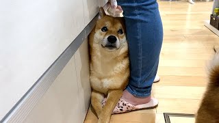 Shiba Inu gets caught when washing dishes