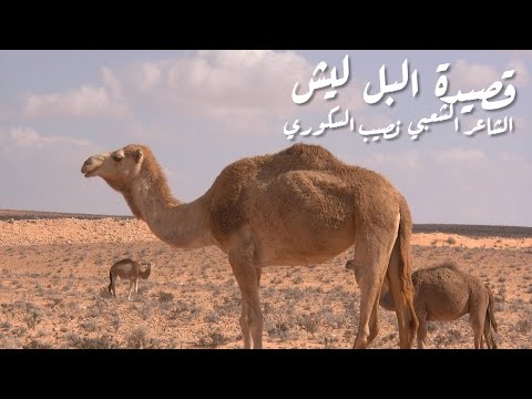 شعر شعبي ليبي 2021 قصيدة البل ليش الشاعر الشعبي الليبي نصيب السكوري