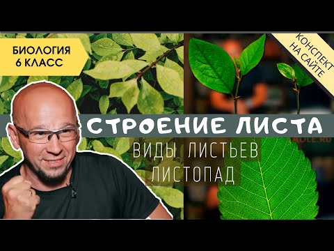 Лист. Строение, функции и значение. Биология 6 класс. Внешнее и внутреннее строение листа. Листопад