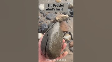 Fossil Hunter Finds Big Ammonite Inside a Pebble #fossils #fossil #fossilhunting #jurassic #shorts