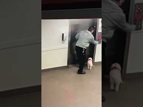Caught on camera: Edmonton man saves dog after leash get stuck in elevator door.
