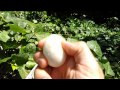 Can You Freeze Hard Boiled Eggs