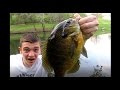 BOONE & CROCKETT BLUEGILL