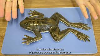 Humane Science Education Exploration - SynFrog Dissection