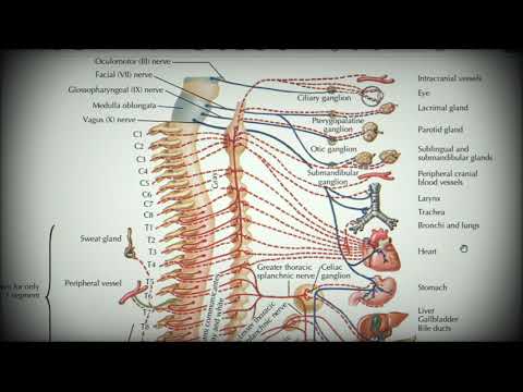 Анатомия с АВ. Парасимпатическая нервная система.