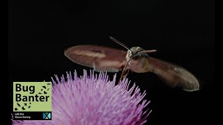 Episode 16: Midnight Entomology: Unveiling the Secrets of Nocturnal Insects