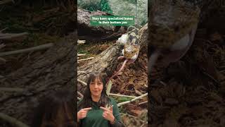 Debunking Wildlife Myths Snakes Dont Unhinge Their Jaws To Eat