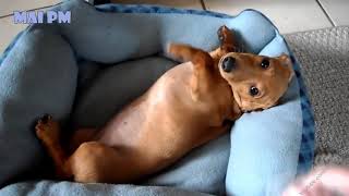 Funny Dachschunds