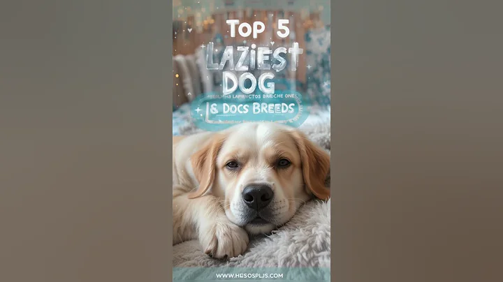 Top 5 Laziest Dog Breeds in the World | Chill & Lovable Companions #lazydogs #shorts #viralshort