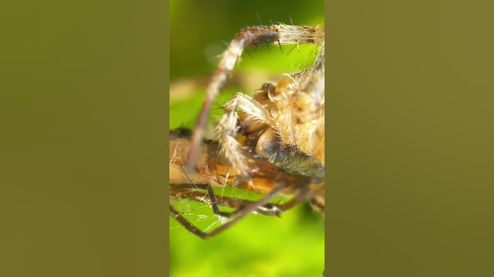 Spider VS Mosquito. Who will win the fight?