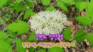 강원도 산행에서 본 사구심 두채, 진삼(큰참나물) @ing3075