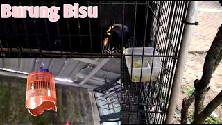 MEJENG BURUNG SATPAM SAMA BEO BISU!!!