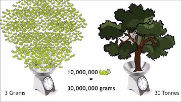 Ecological pyramid of numbers - WELS (Waterpedia Environmental Learning Series)