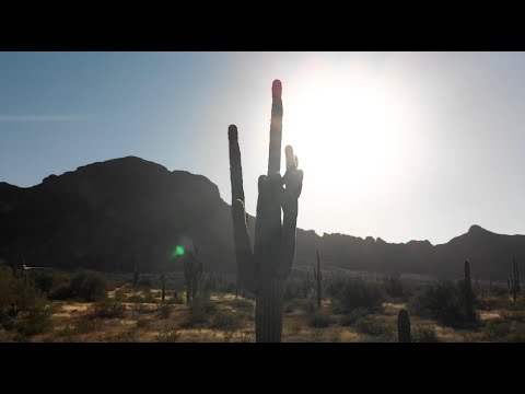 Video: Wat zijn de kenmerken van de Sonorawoestijn?