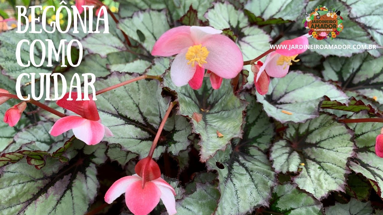 Begônias plantadas em vasos e suas lindas flores - thptnganamst.edu.vn