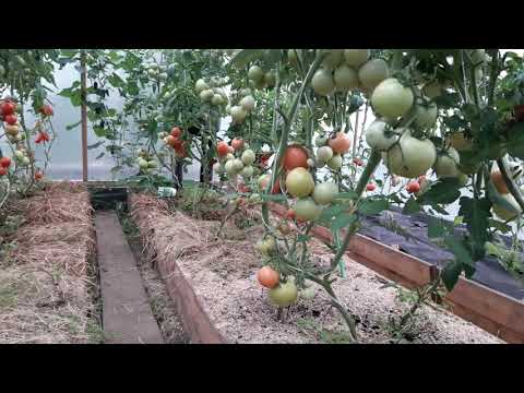 Video: Merawat Tomato Dalaman