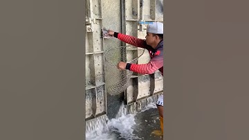 Cá Lớn - bắt cá Rô Phi mắc kẹt 😱 #khacthuyvlogg