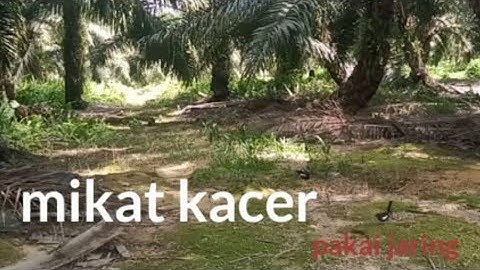 mikat Kacer hasil mulus