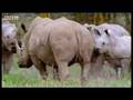 Rhinos look for love: animal mating rituals in the African jungle - BBC wildlife