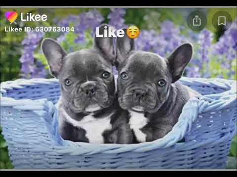 Dog check - YouTube