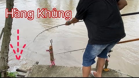 Câu Cá Ngát Sông Miền Tây | Vũ Vlog 69