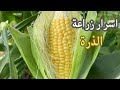 زراعة الذرة من تجهيز التربة حتى الحصاد