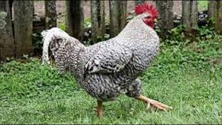 Horoz Irklari / Rock Breed