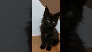 Black Maine Coon Beauty Latica