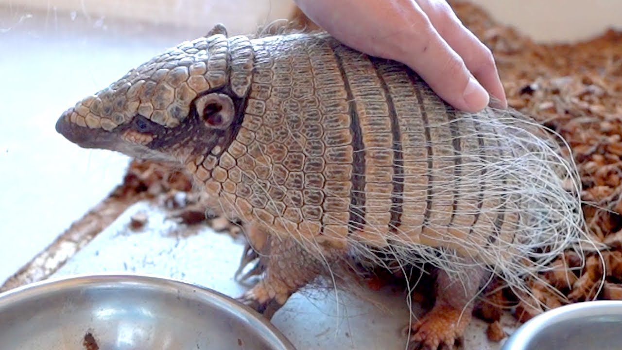 未使用】So far so good armadillo アルマジロ 【公式通販】